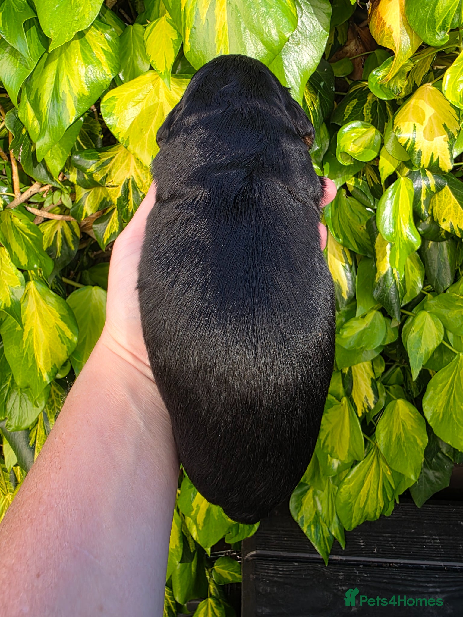 Cocker Spaniel dogs for sale: Black and chocolate tan point cockers  - Advert 8