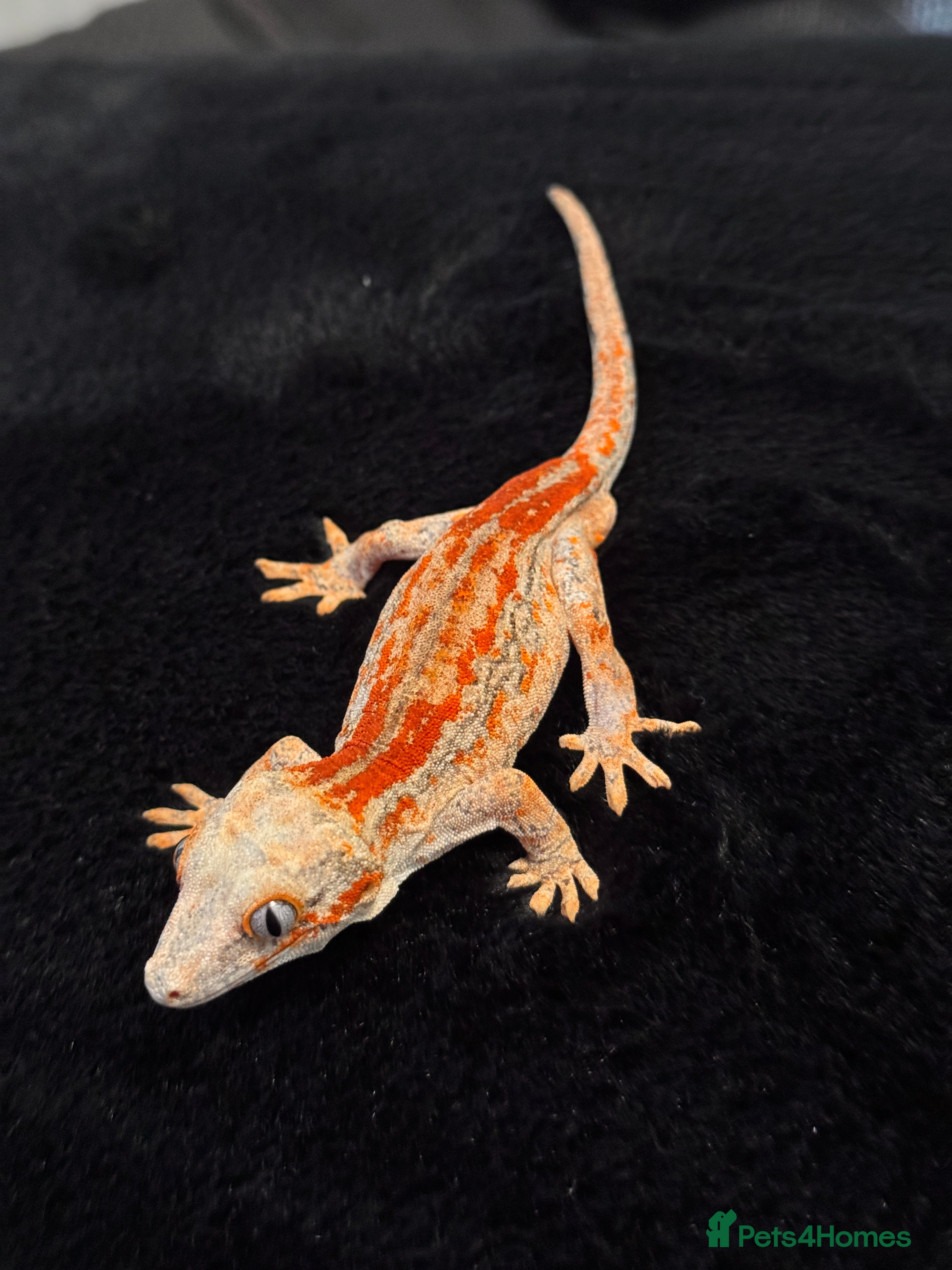 Gecko reptiles Gargoyle Geckos - Advert 8