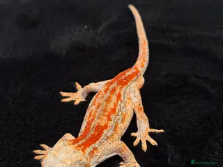 Gecko reptiles Gargoyle Geckos - Advert 1