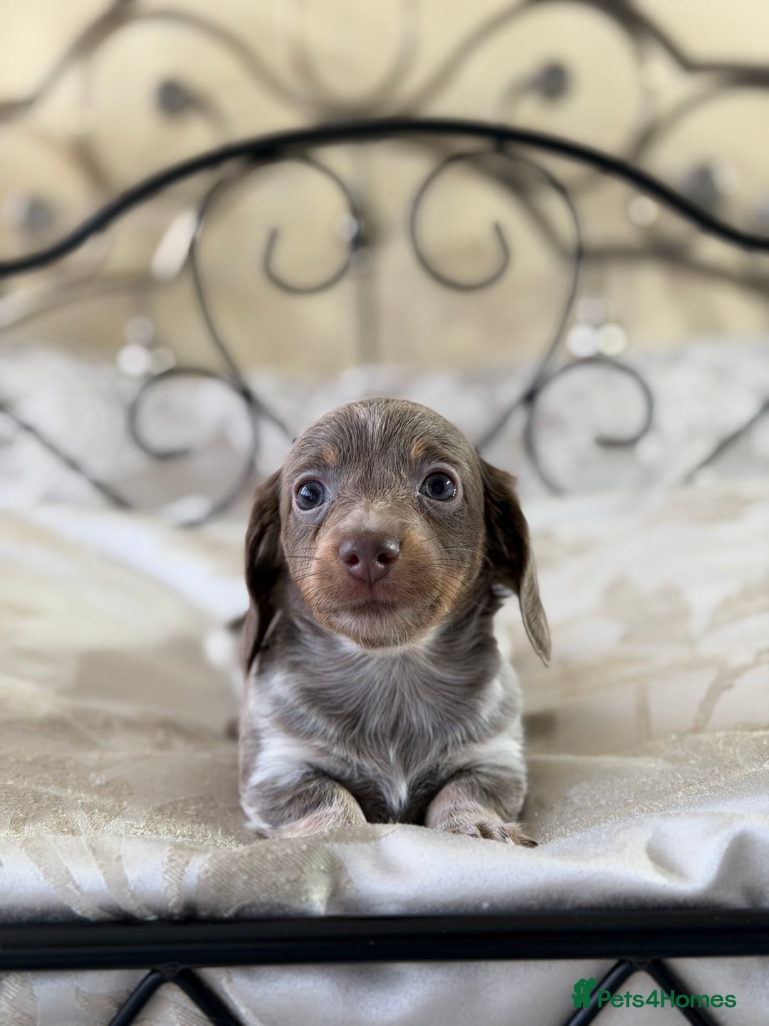 Miniature Dachshund dogs for sale: Miniature dachshund puppies - Advert 5