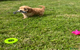 Cockapoo dogs for sale: Fantastic cockerpoos ready for new homes - Image 13