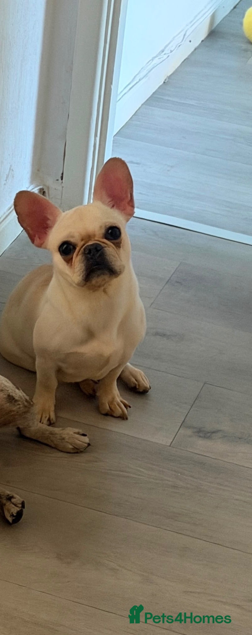 French Bulldog dogs French bull dog  - Advert 1