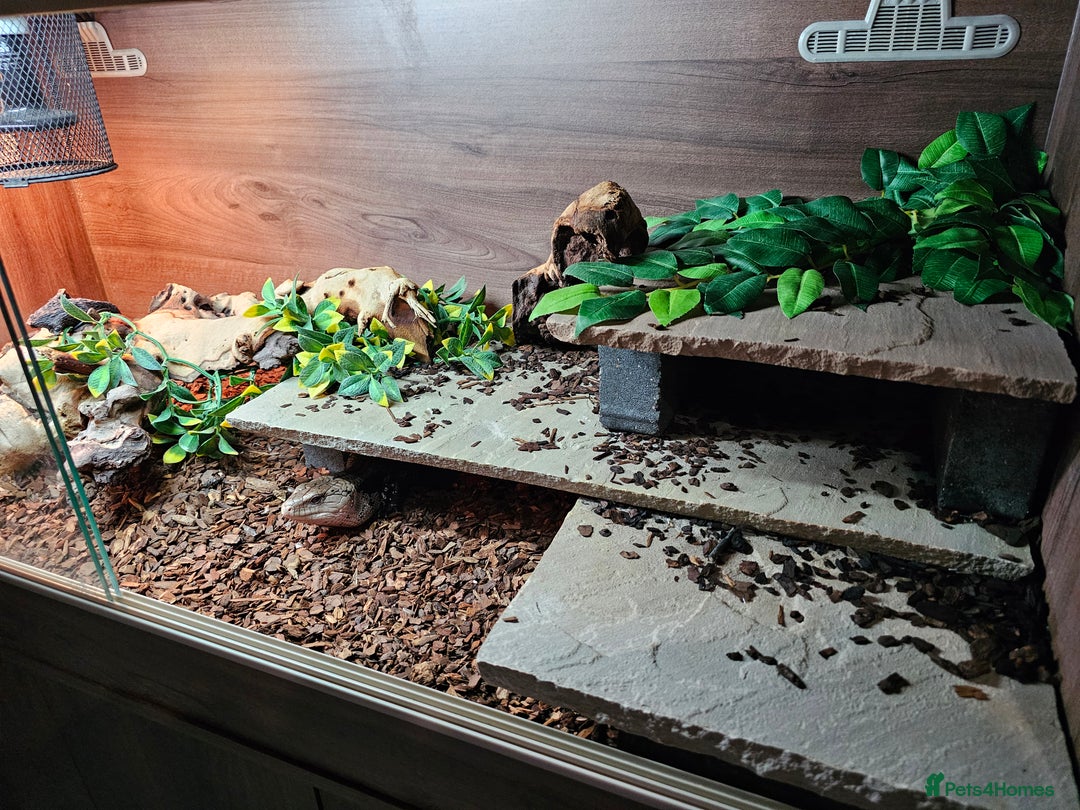 Skink reptiles for sale: Blue Tongued Skink-Male enclosure and cabnet setup - Advert 15