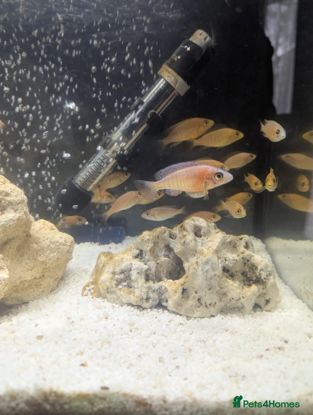 Cichlids fish for sale: African cichlid fish for sale  in Liverpool - Advert 1