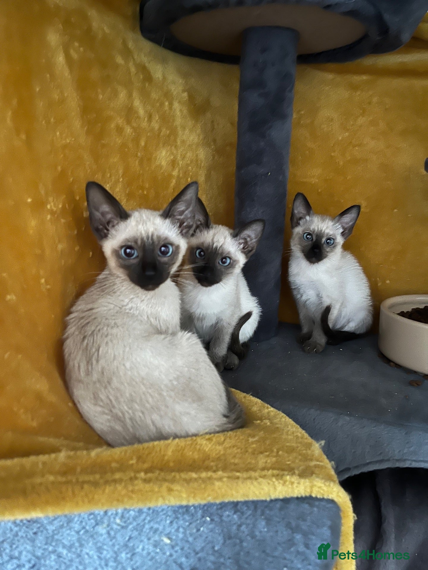 Siamese cats Siamese girls ready now - Advert 8