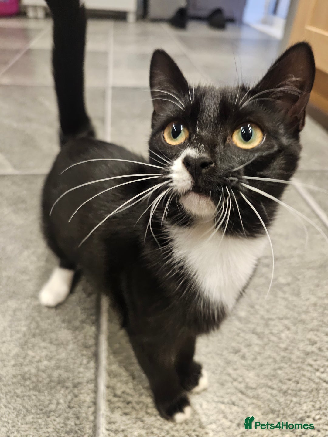 Mixed Breed cats for sale: Kitten great with Dogs, Cats, Young Children - Image 2