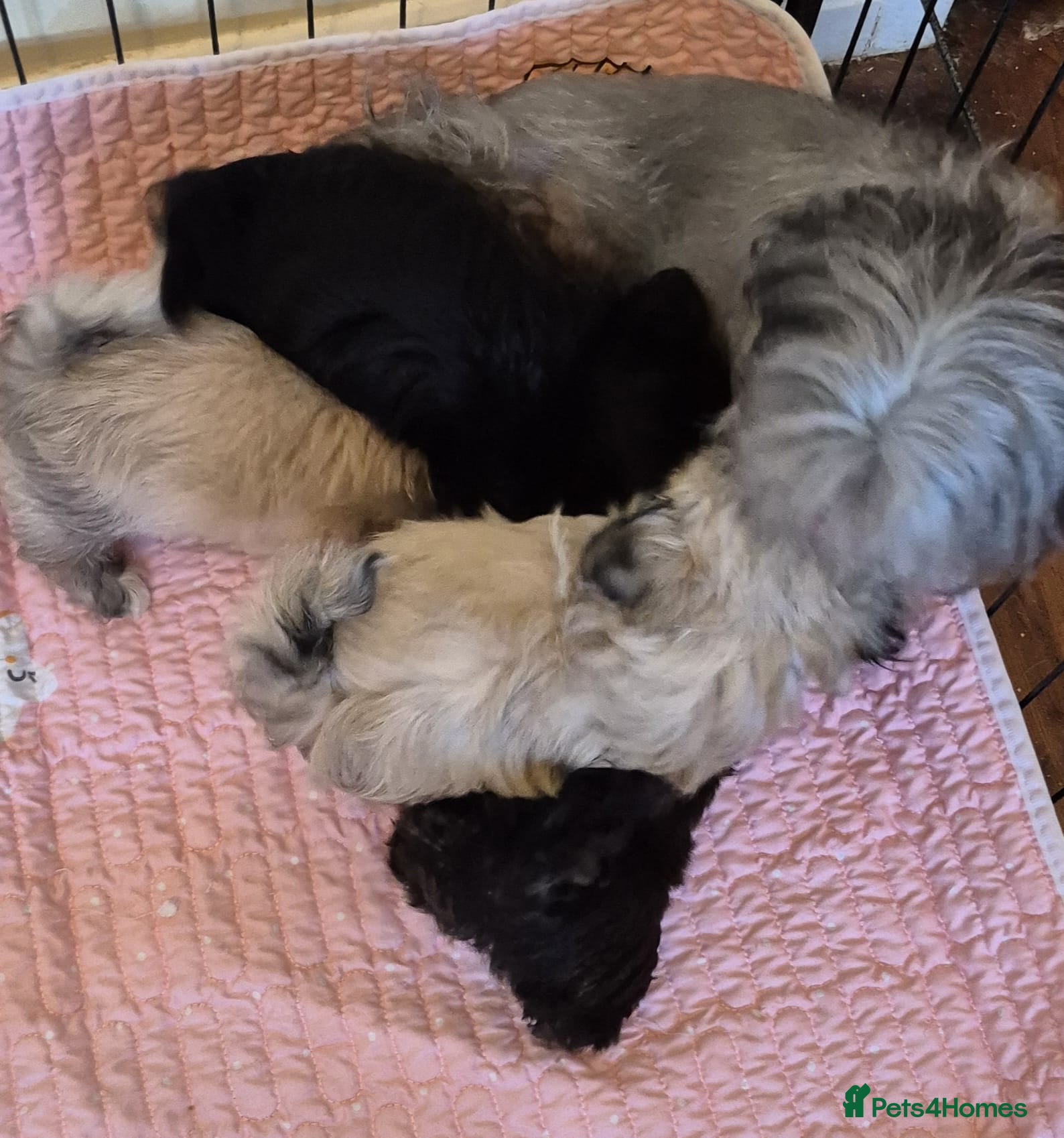 Shih Tzu dogs Amazing Tiny Imperial Shih Tzu Puppies - Advert 2