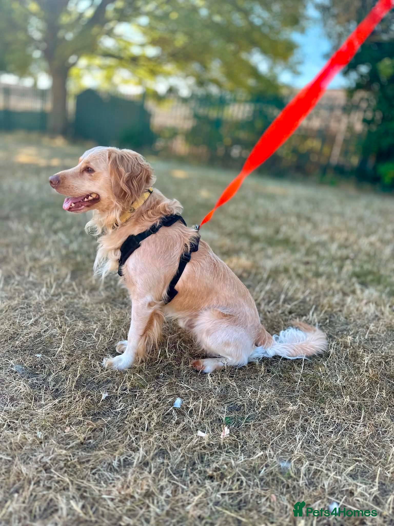 Cockapoo dogs Looking for forever family  - Advert 1