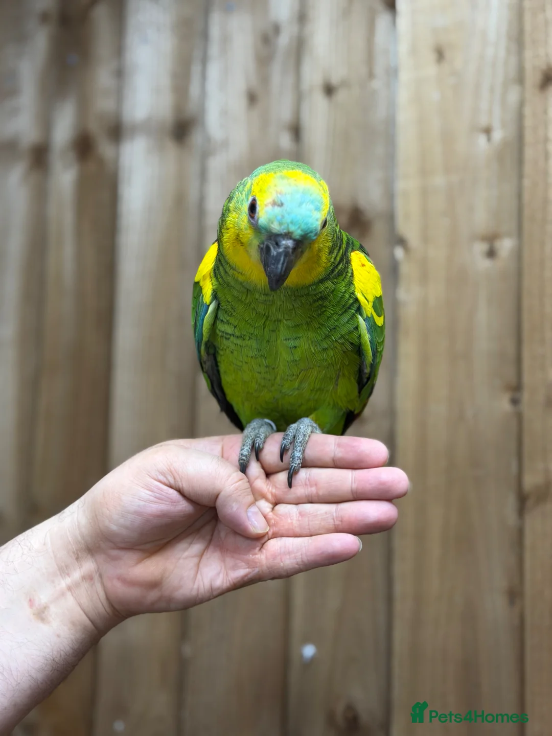 Parrots birds for sale: Blue front Amazon  - Advert 10