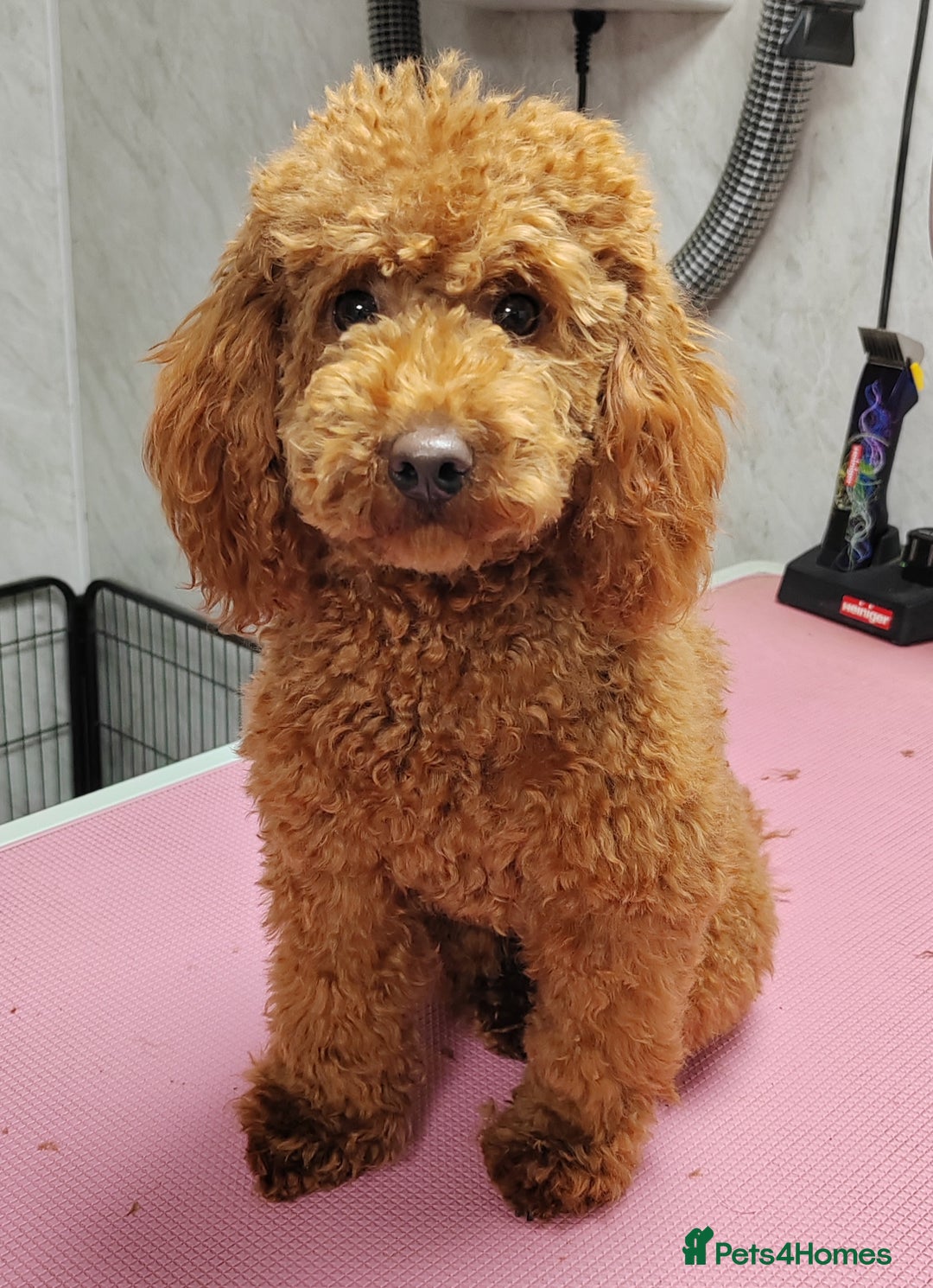 Cockapoo dogs for sale: Licensed breeder, health tested F1 cockapoo pups - Advert 29