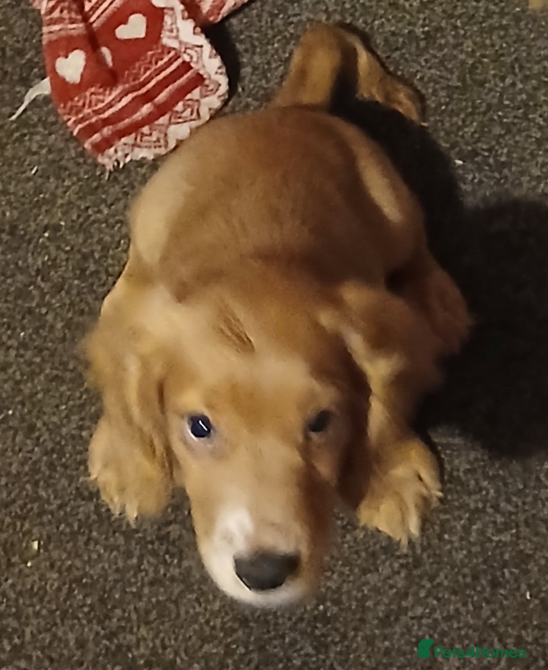 Cocker Spaniel dogs for sale: 2 cocker spaniel puppies left  - Advert 3