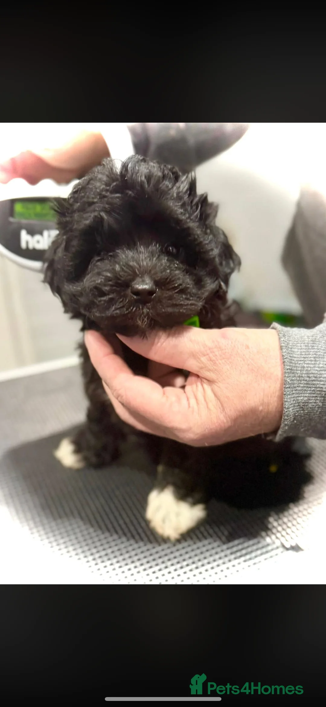 Maltipoo dogs for sale: STILL AVAILABLE!!! Stunning F1 Maltipoos  - Advert 29