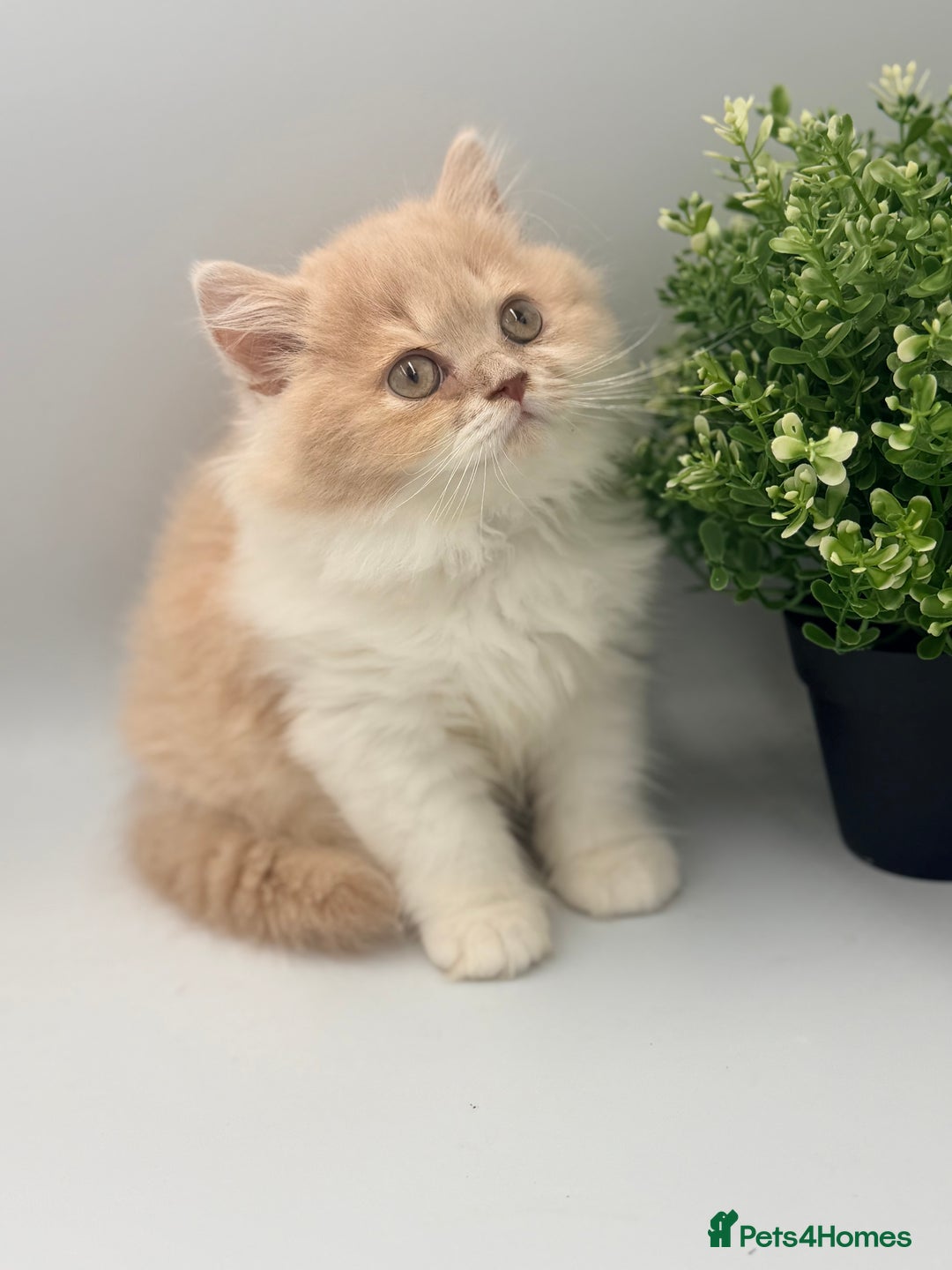 British Shorthair cats for sale: PEDIGREE REGISTERED CHUNKY BRITISH SHORTHAIRS  - Advert 12