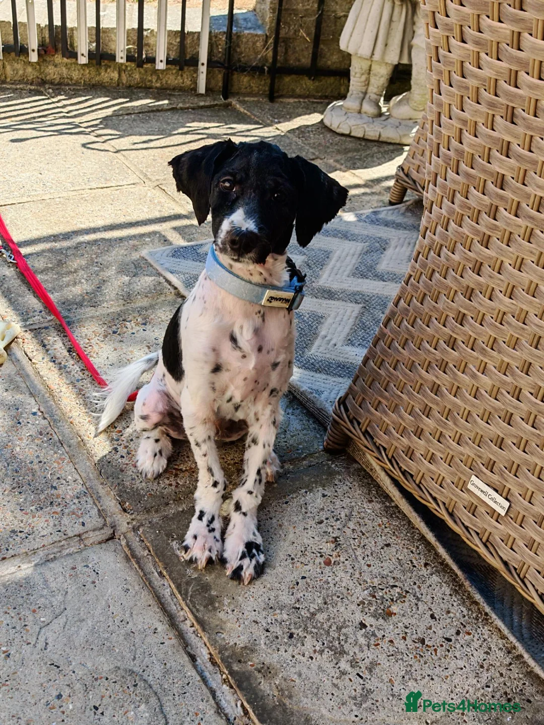 Tibetan Terrier dogs for sale: Playful boy - Advert 2