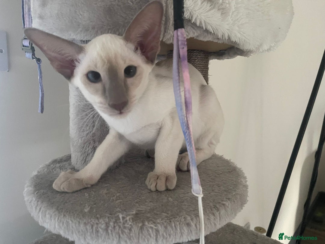 Siamese cats for sale: Siamese kittens looking for new families 🐱 - Image 3