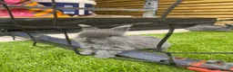 Mini Lop rabbits for sale: Beautiful baby mini lop bunnies 😍 - Advert 7