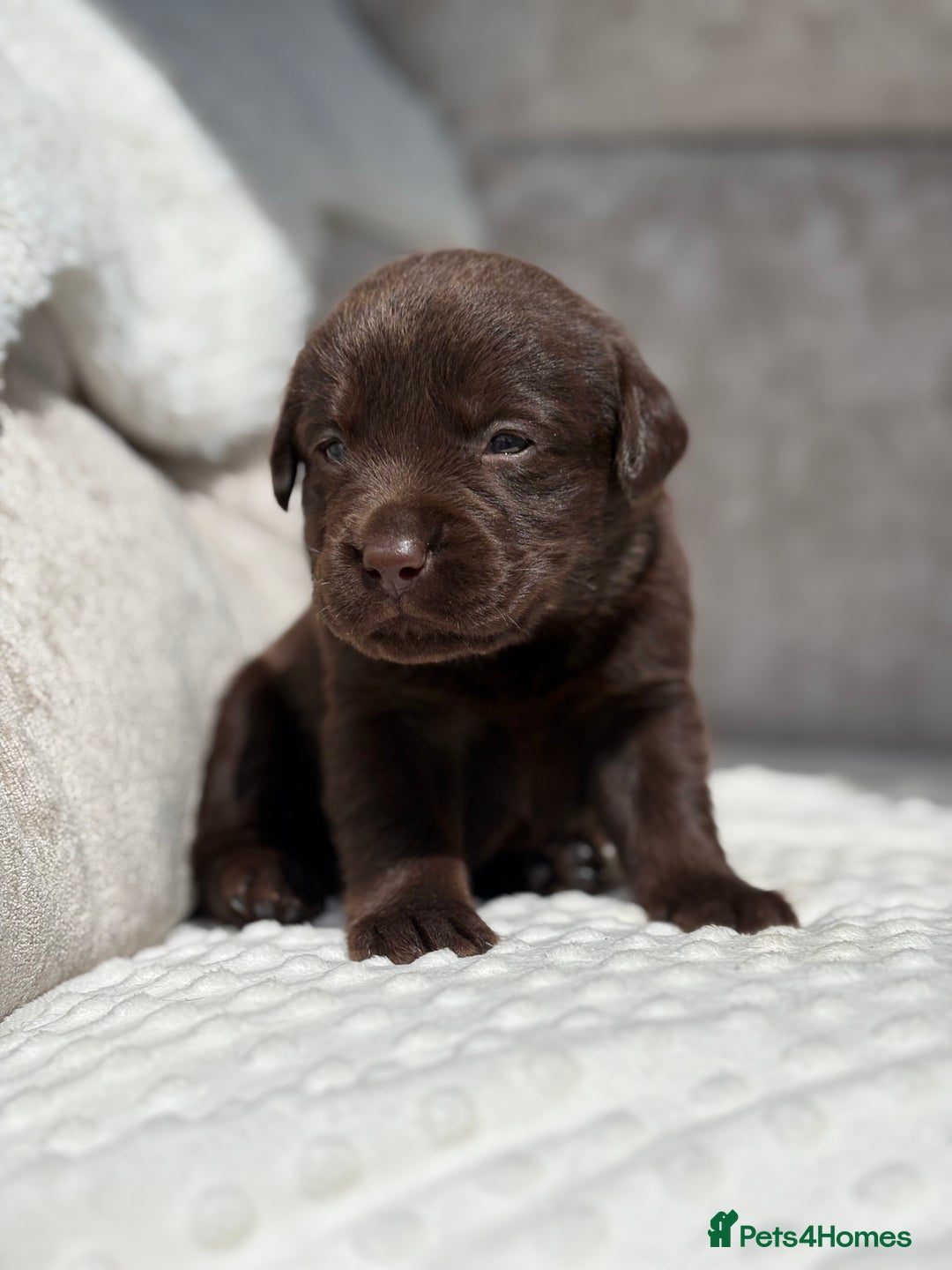 Labrador Retriever dogs for sale: Stunning chocolate Labrador’s with silver jeans  - Image 17