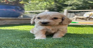 Cocker Spaniel dogs - Advert 6