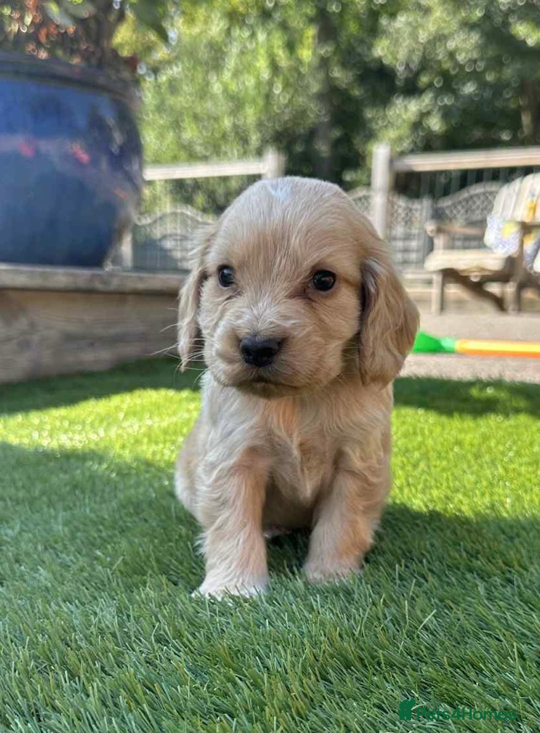 Cocker Spaniel dogs for sale: cocker spaniel show puppies - Image 2