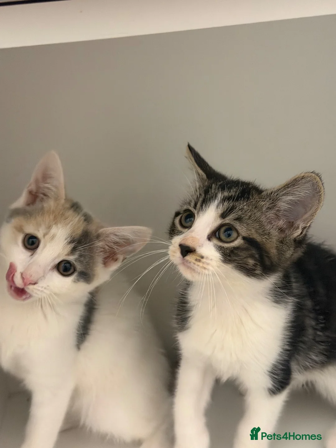 British Shorthair cats for sale: British shorthair kittens  - Advert 1