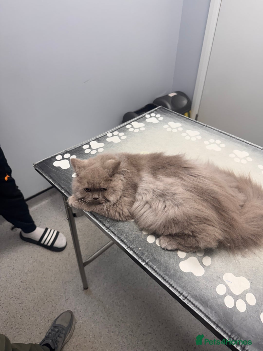 British Longhair cats for sale: Two gorgeous lilac British longhair  - Image 7