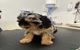 Cavapoo dogs for sale: Rare colour - stunning F1b Cavapoo  - Image 6