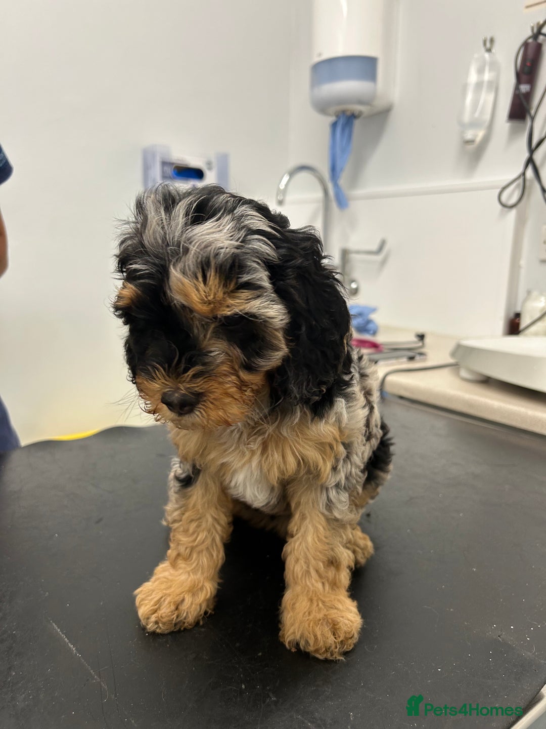 Cavapoo dogs for sale: Rare colour - stunning F1b Cavapoo  - Image 6