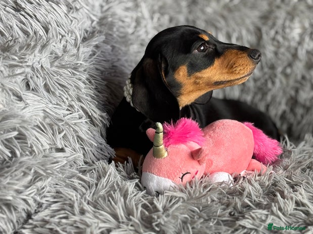 Miniature Dachshund dogs - Advert 8