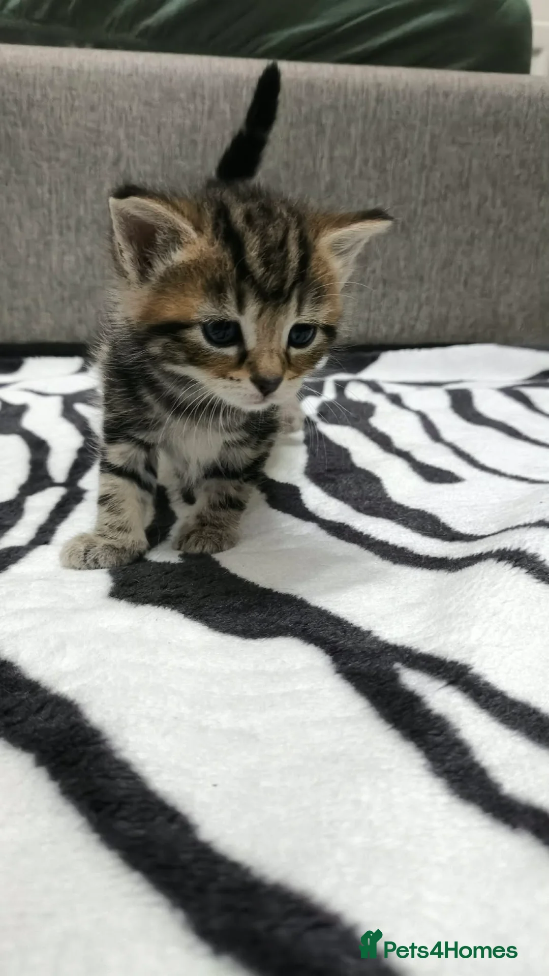 Mixed Breed cats for sale: Adorable Tabby Kittens Looking for Forever Homes - Advert 20