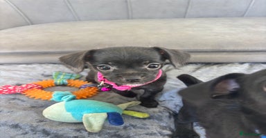 Chipoo dogs - Advert 3