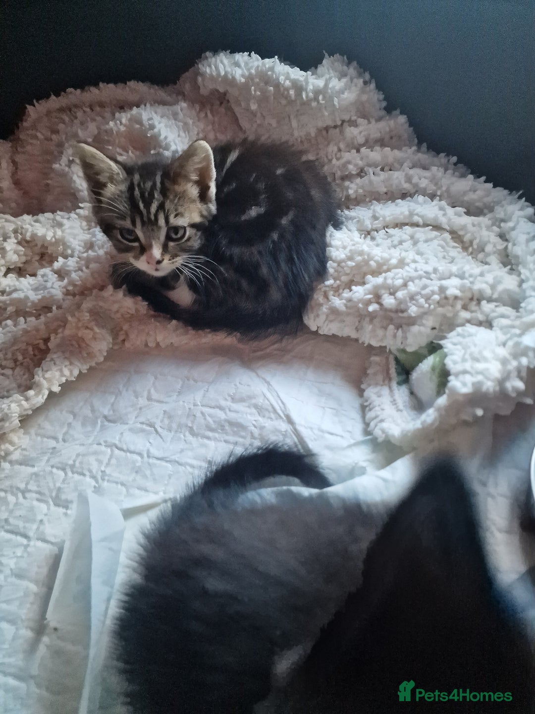 Mixed Breed cats for sale: 2 kittens for sale. A beautiful boy and a girl - Image 10