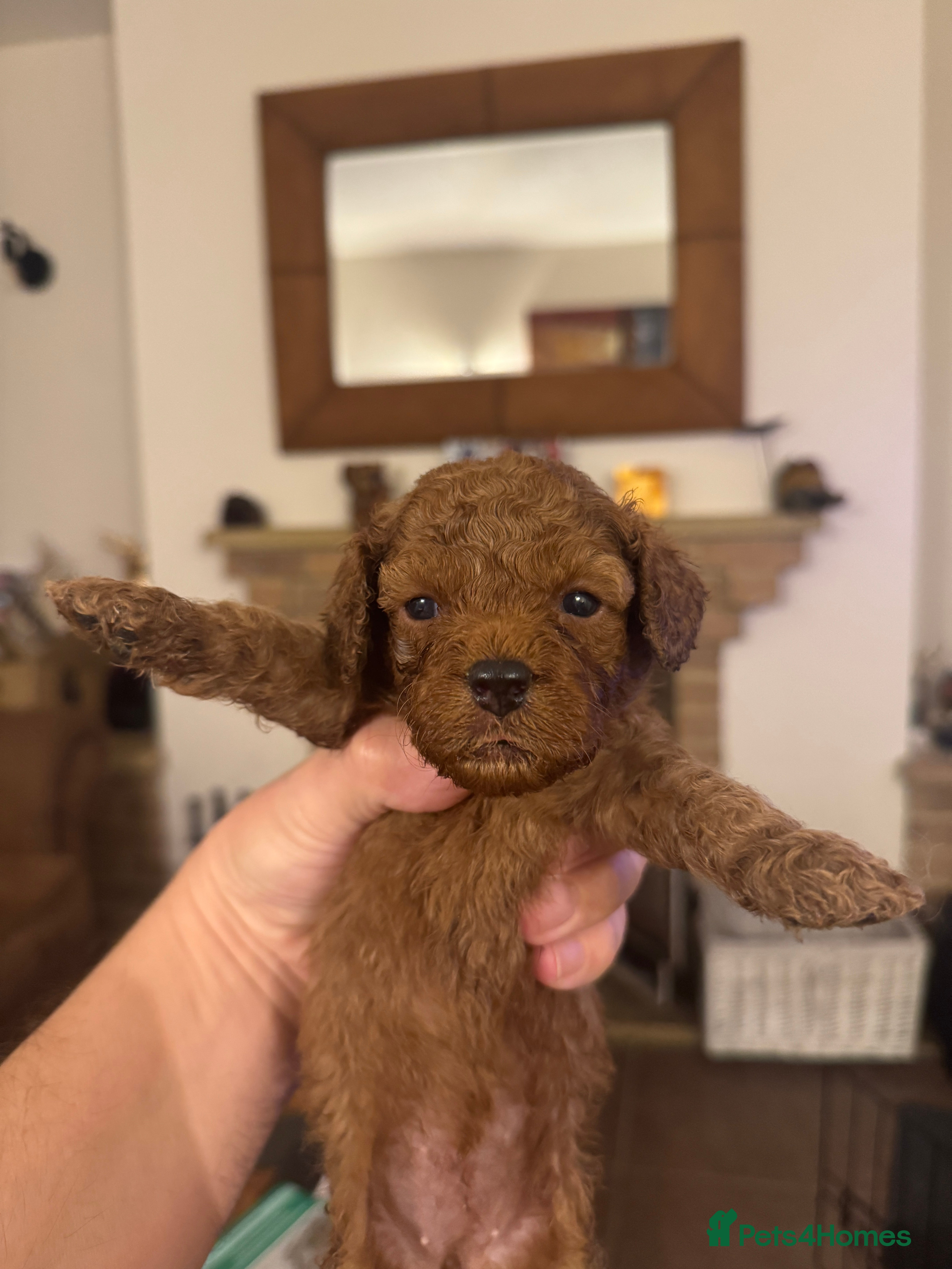 Cavapoo dogs Toy Cavapoo F1B - 4 girls & 3 boys - Advert 16