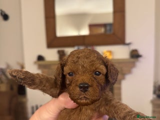 Cavapoo dogs Toy Cavapoo F1B - 4 girls & 3 boys - Advert 16