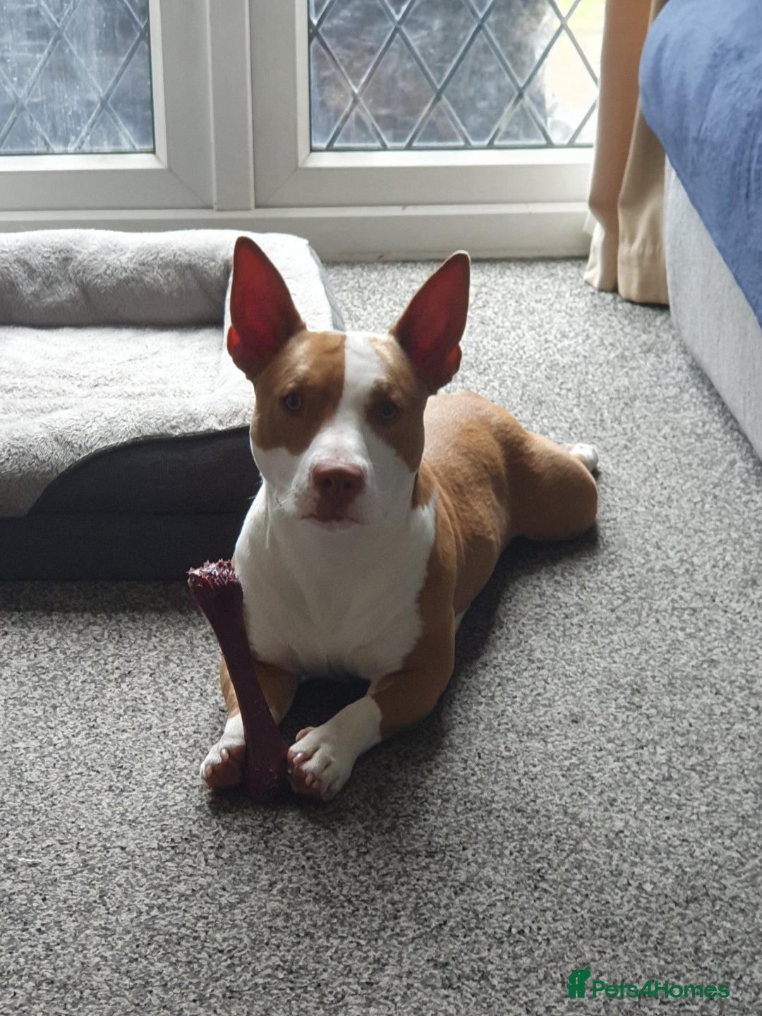 Mixed Breed dogs for sale: Staff x Jack Russell for sale  - Advert 2