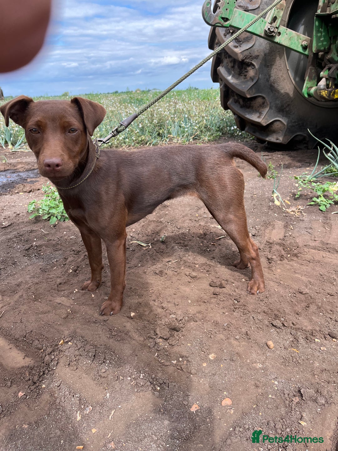 Patterdale Terrier dogs for sale: PATTERDALE TERRIER PUPS. (DOCKED) - Advert 5