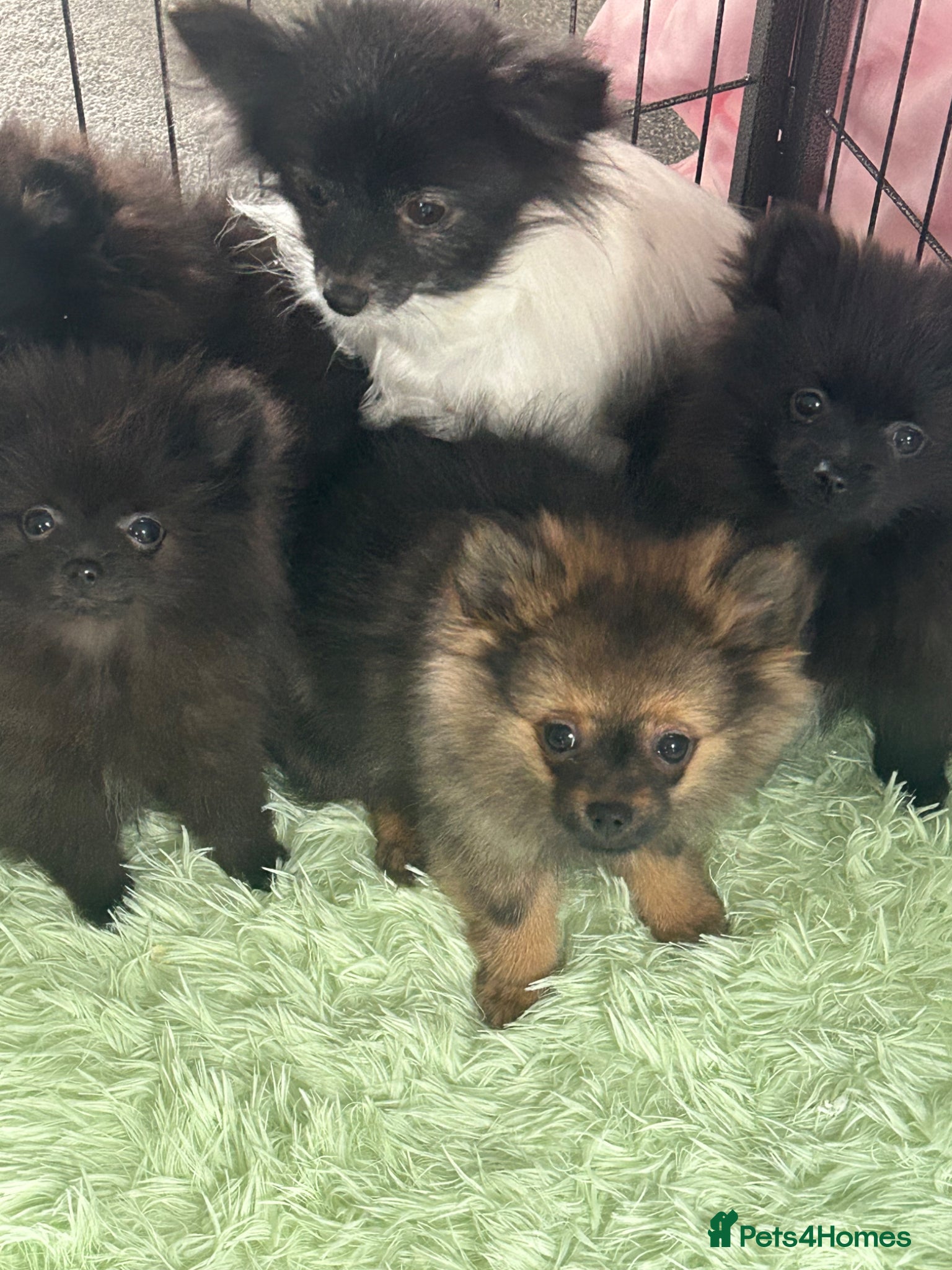Pomeranian dogs pom pups - Advert 2