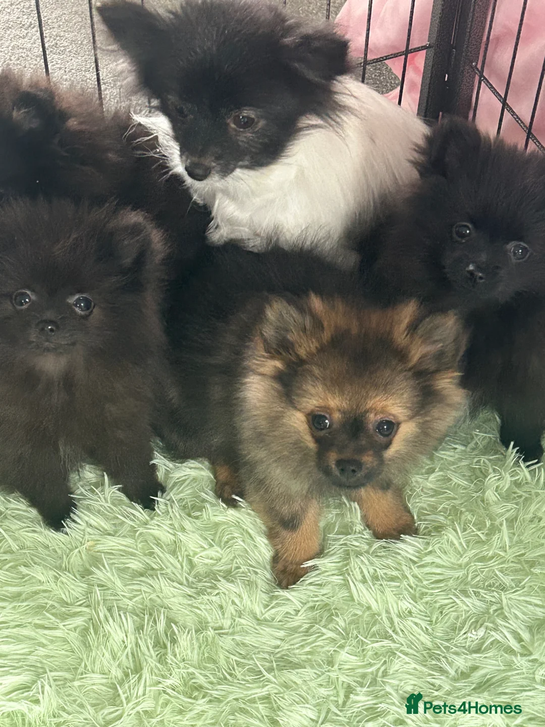 Pomeranian dogs for sale: pom pups in Lingfield - Advert 2
