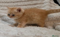 British Shorthair cats for sale: Beautiful unusual British shorthair kittens - Image 12