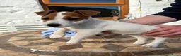Jack Russell dogs for sale: Jack Russell pup  - Advert 3