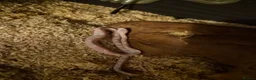 Corn Snake reptiles for sale: CB26 Avalanche Corn Snake (viv optional) in Ringwood - Advert 2