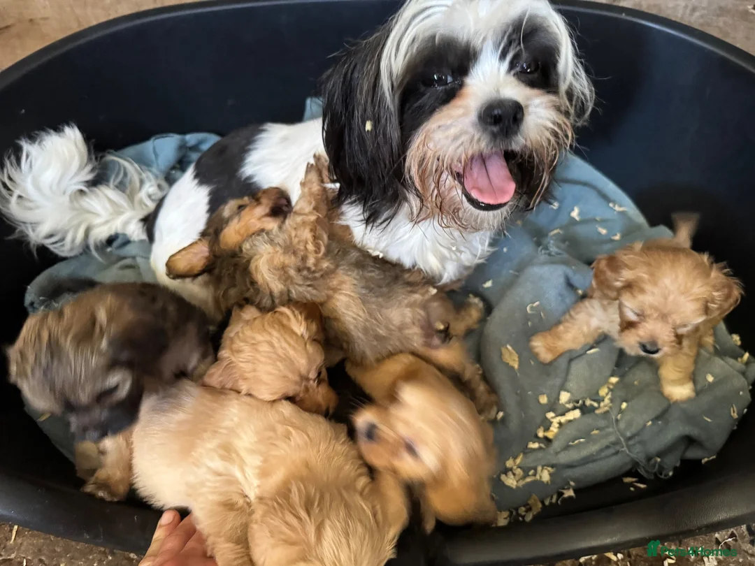 Shihpoo dogs for sale: Gorgeous black girl in Liskeard - Advert 1