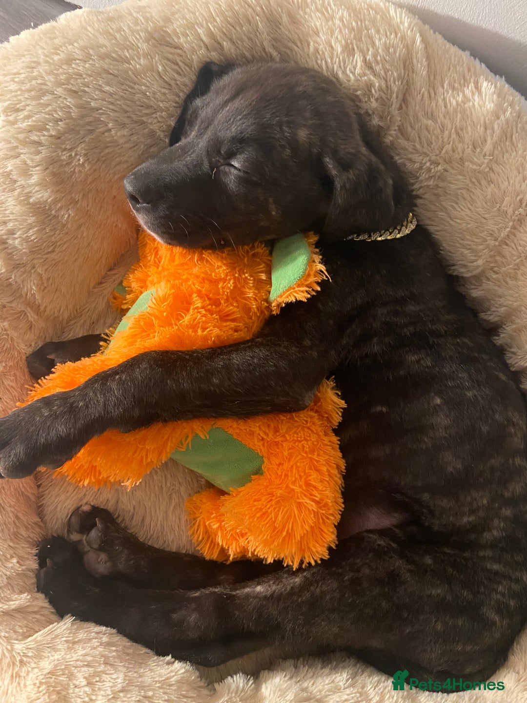 Mixed Breed dogs for sale: Puppy - Advert 3