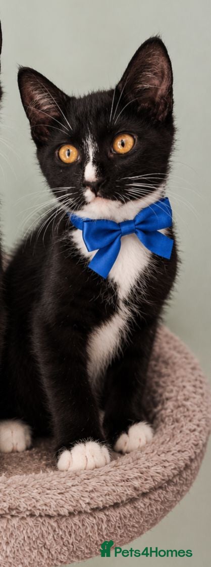 Mixed Breed cats Blue Russian Tuxedo mixed breed male kitten - Advert 1
