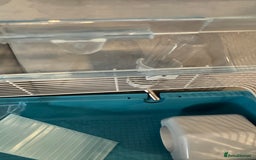 Hamster rodents for sale: Hamster cage set up with everything u need - Image 10