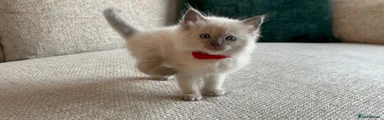 Ragdoll 1