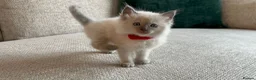 Ragdoll cats for sale: Ragdoll Babies - Advert 12