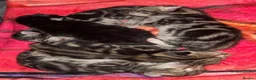 Mixed Breed cats for sale: Bengal mix - Advert 22