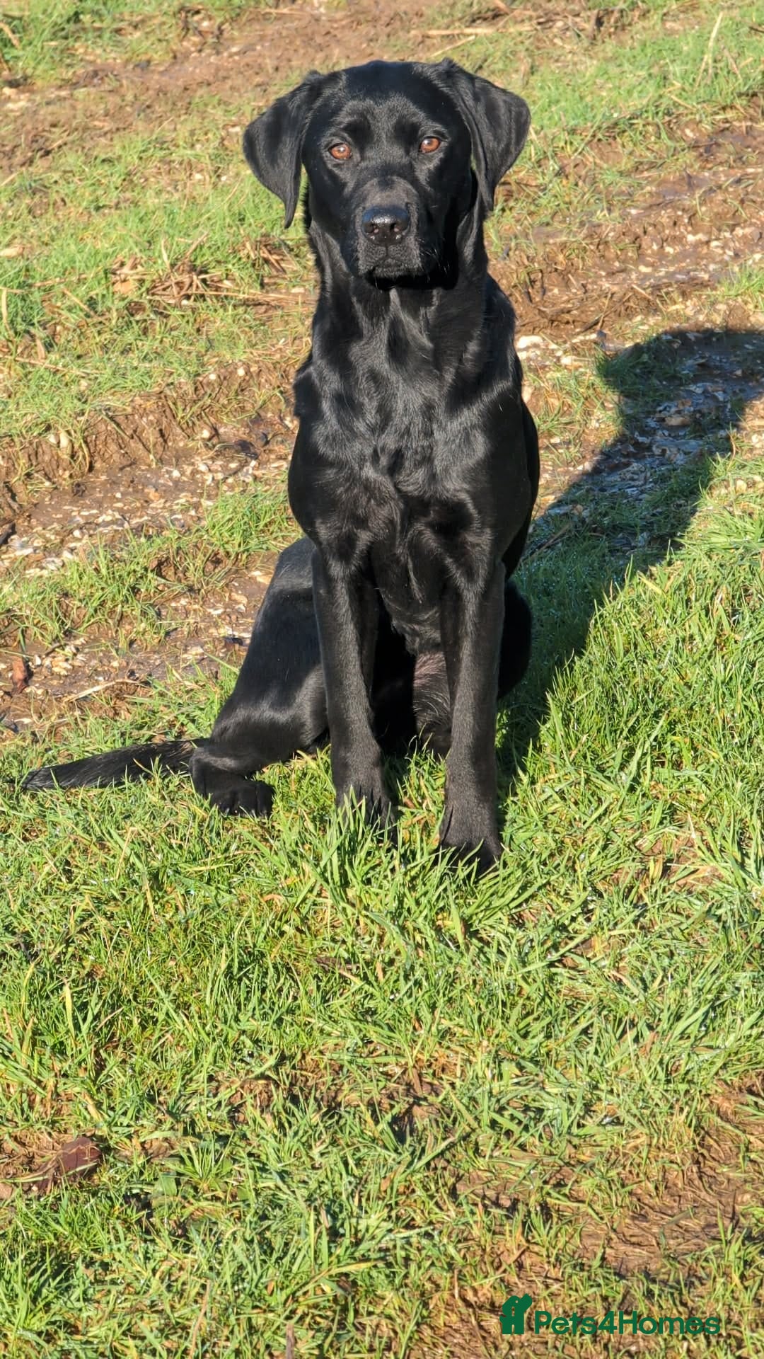 Labrador Retriever dogs Black Labrador puppies - Advert 1