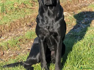 Labrador Retriever dogs Black Labrador puppies - Advert 2