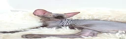 Sphynx cats for sale: Beautiful Canadian Sphynx Kittens Available 💎 - Advert 20